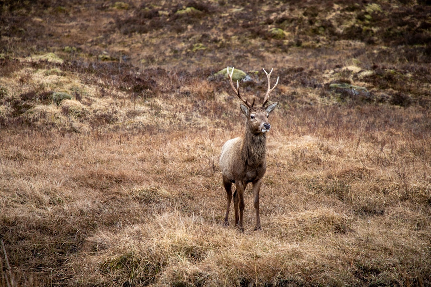 Mags: West Highland Way Self Guided Trek 7 Day