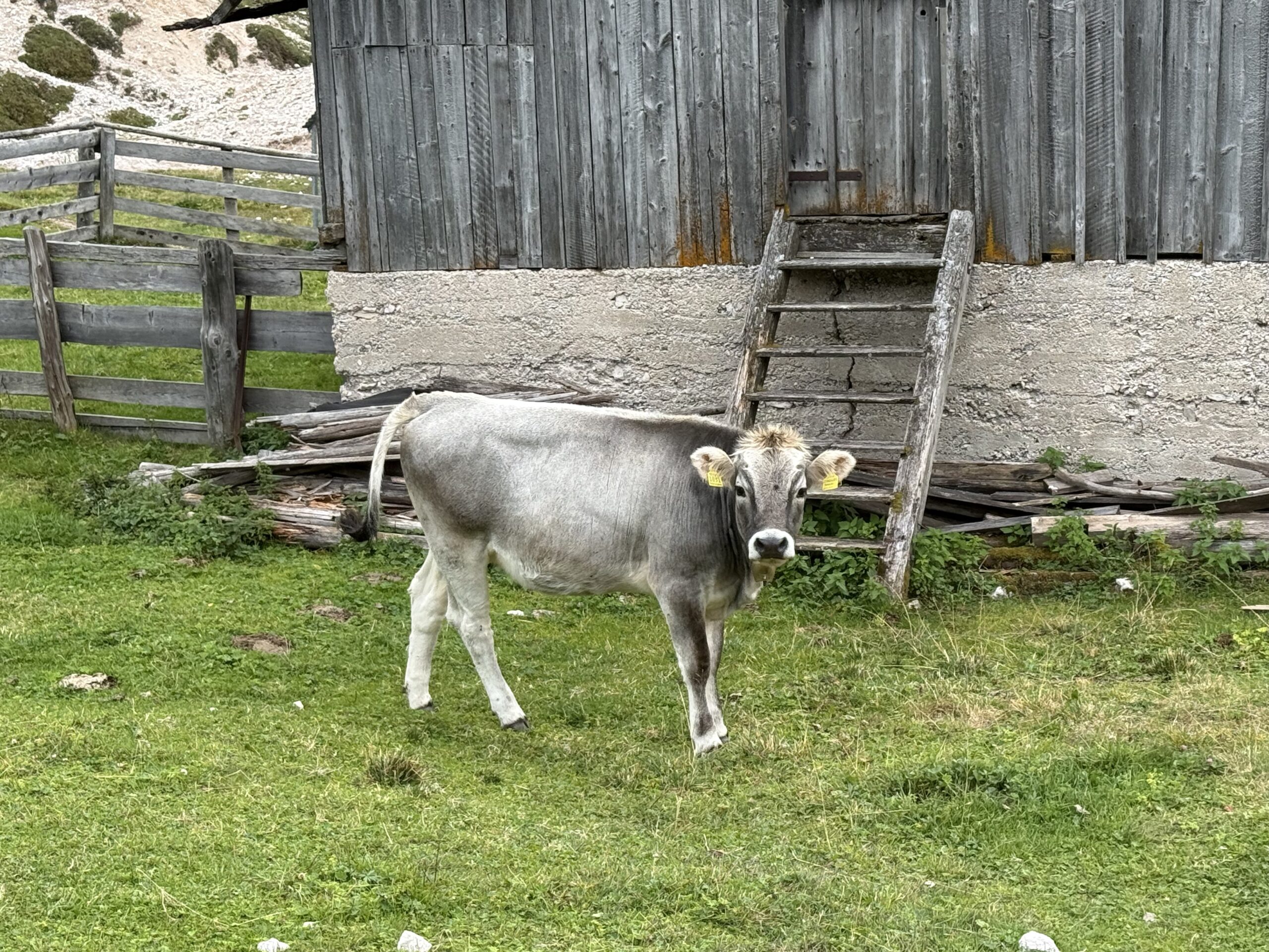 Dolomites Alta Via 1 8 Days Guided